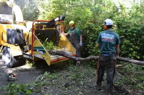 tree services Carlyle